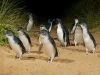 Penguin Parade Phillip Island