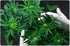 How Does Green Country CBD Oil Work?